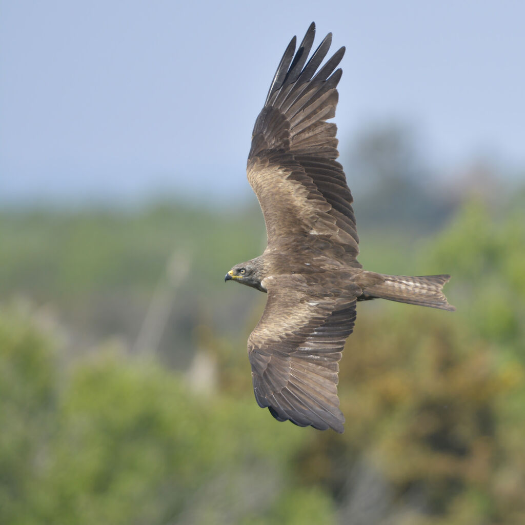 Black Kiteadult, Flight