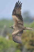 Black Kite