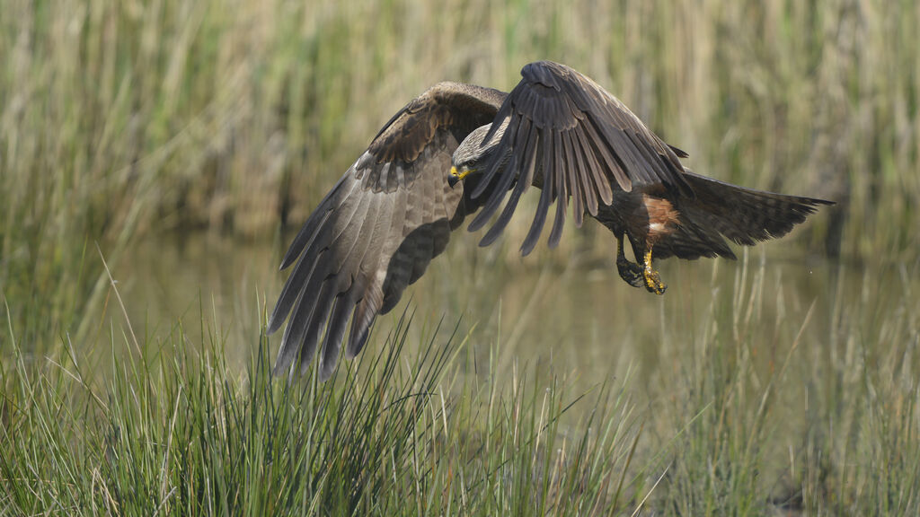 Black Kiteadult, Flight