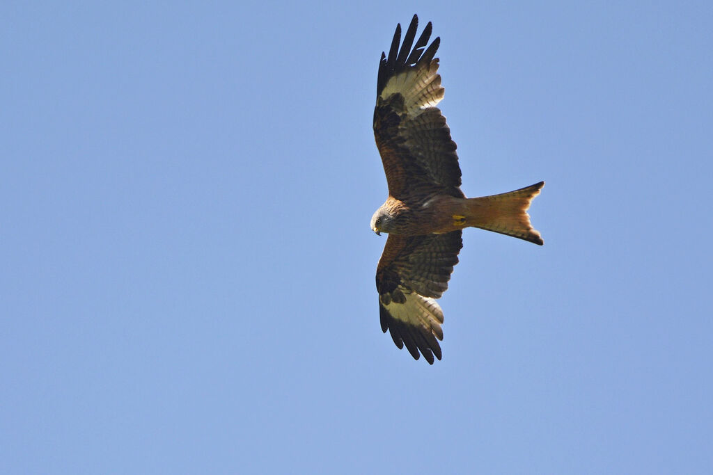 Red Kite, identification