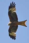 Red Kite