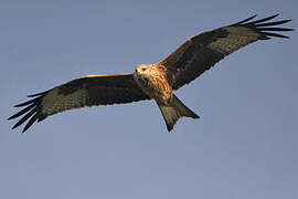 Red Kite