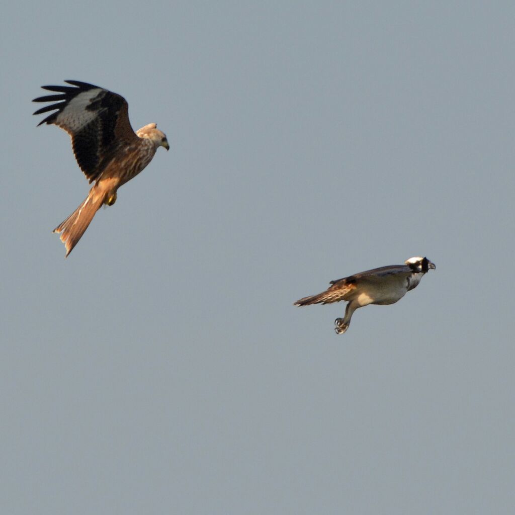 Red Kite