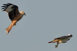 Red Kite