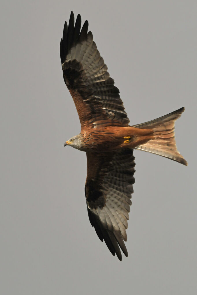 Red Kiteadult, Flight