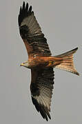 Red Kite