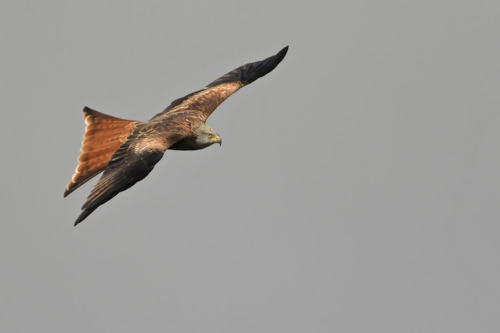 Red Kiteadult, identification