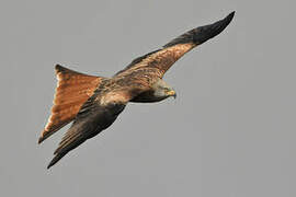 Red Kite