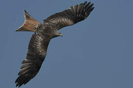 Red Kite