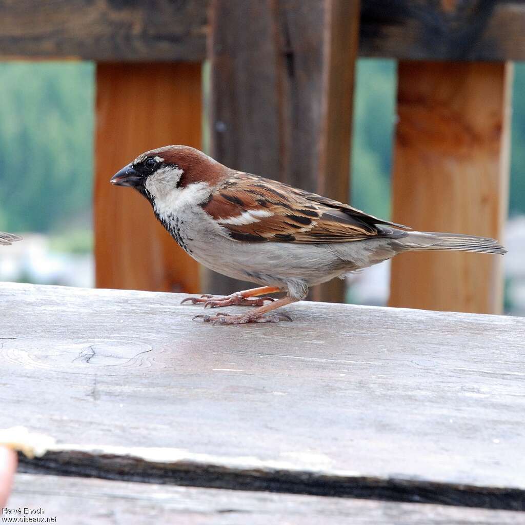 Moineau cisalpin mâle adulte, identification