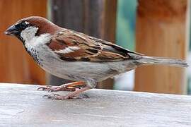 Italian Sparrow