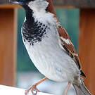 Moineau cisalpin