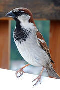 Italian Sparrow