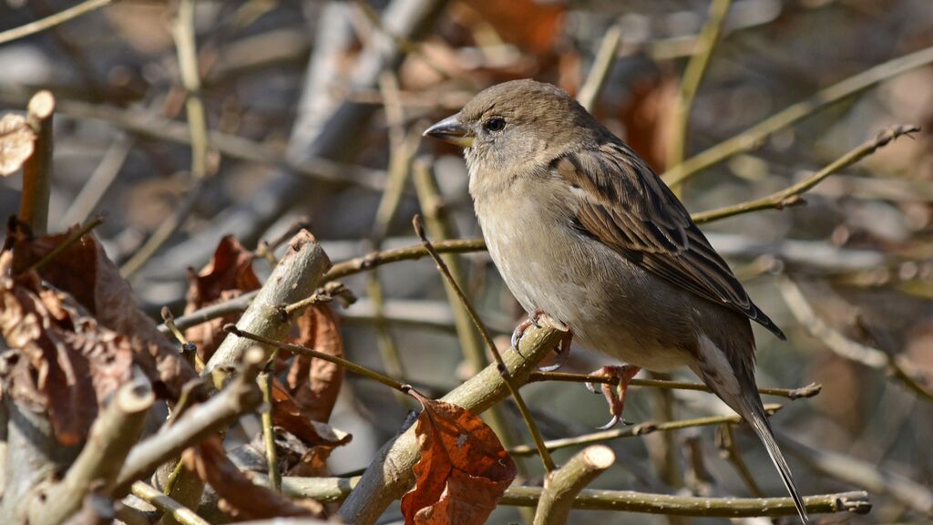 Moineau domestique femelle adulte, identification