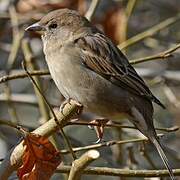 Moineau domestique