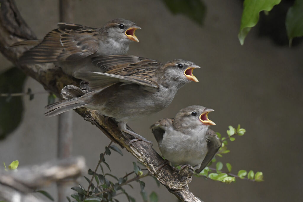 Moineau domestiquejuvénile, Comportement