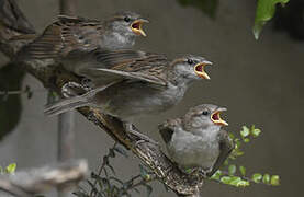 Moineau domestique