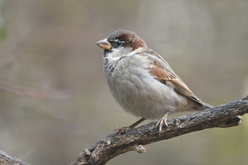 House Sparrow male adult post breeding, identification