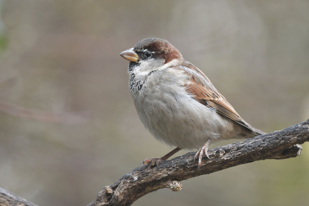 Moineau domestique mâle adulte internuptial, identification