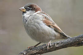 House Sparrow