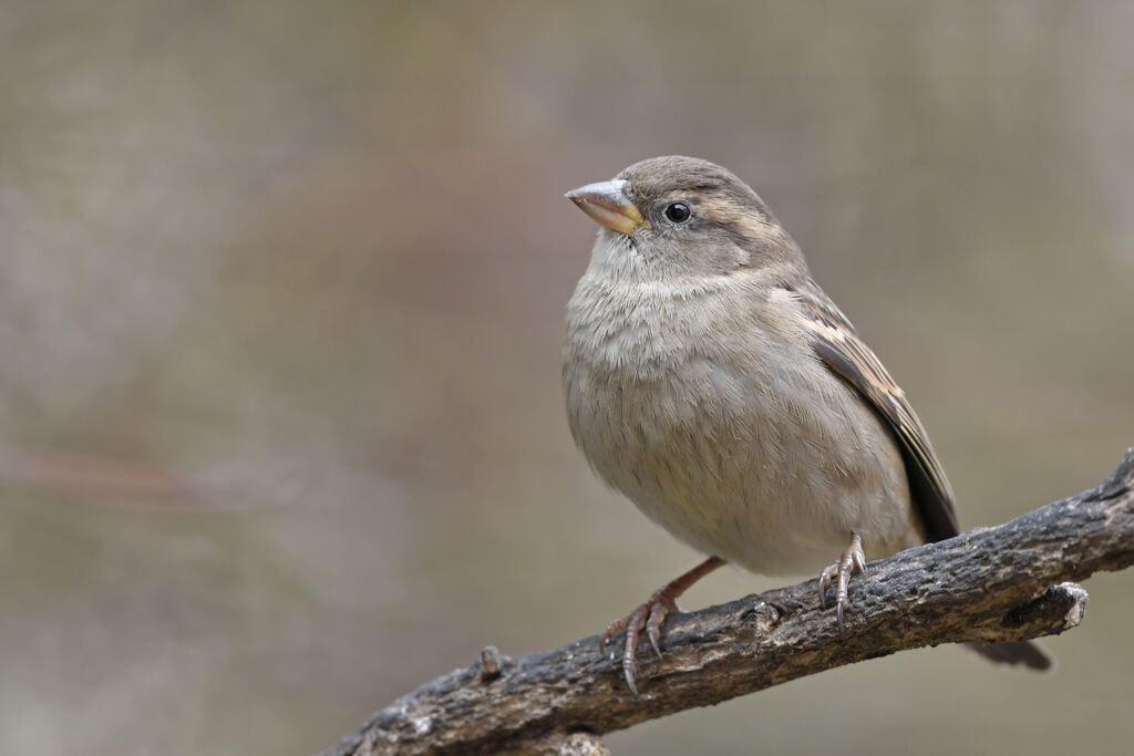 Moineau domestique femelle adulte, identification