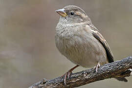 Moineau domestique