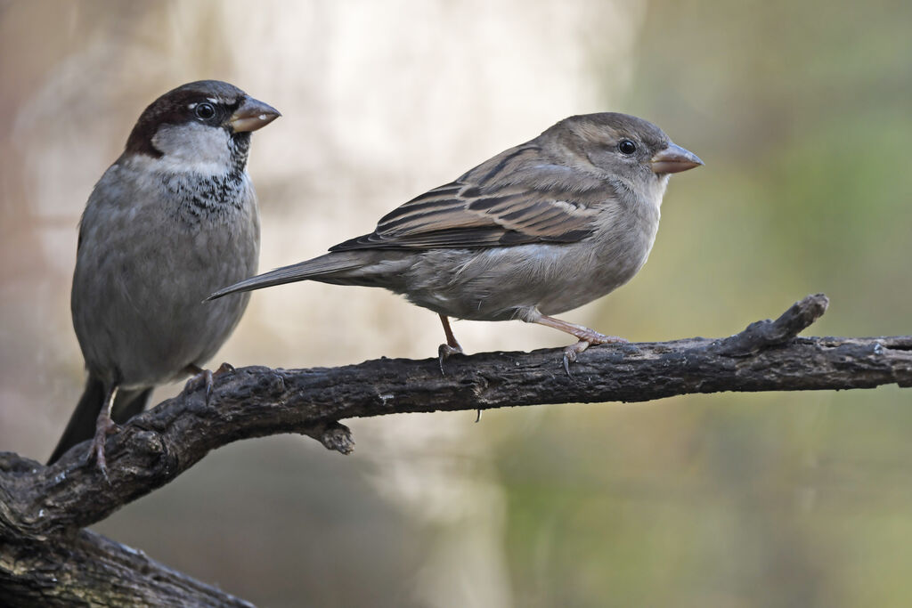 House Sparrowadult post breeding