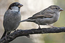 House Sparrow