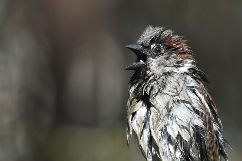 House Sparrow male adult, close-up portrait