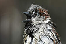 Moineau domestique