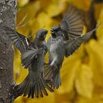 Moineau domestique