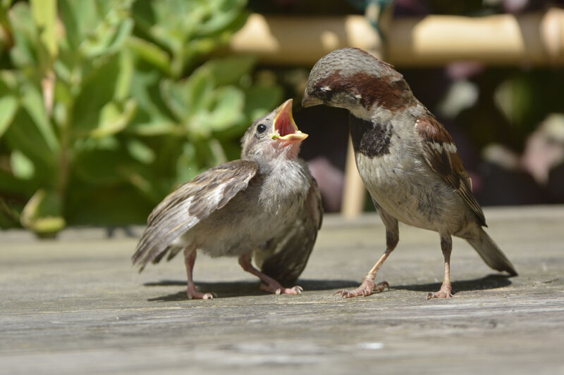 House Sparrow, Behaviour