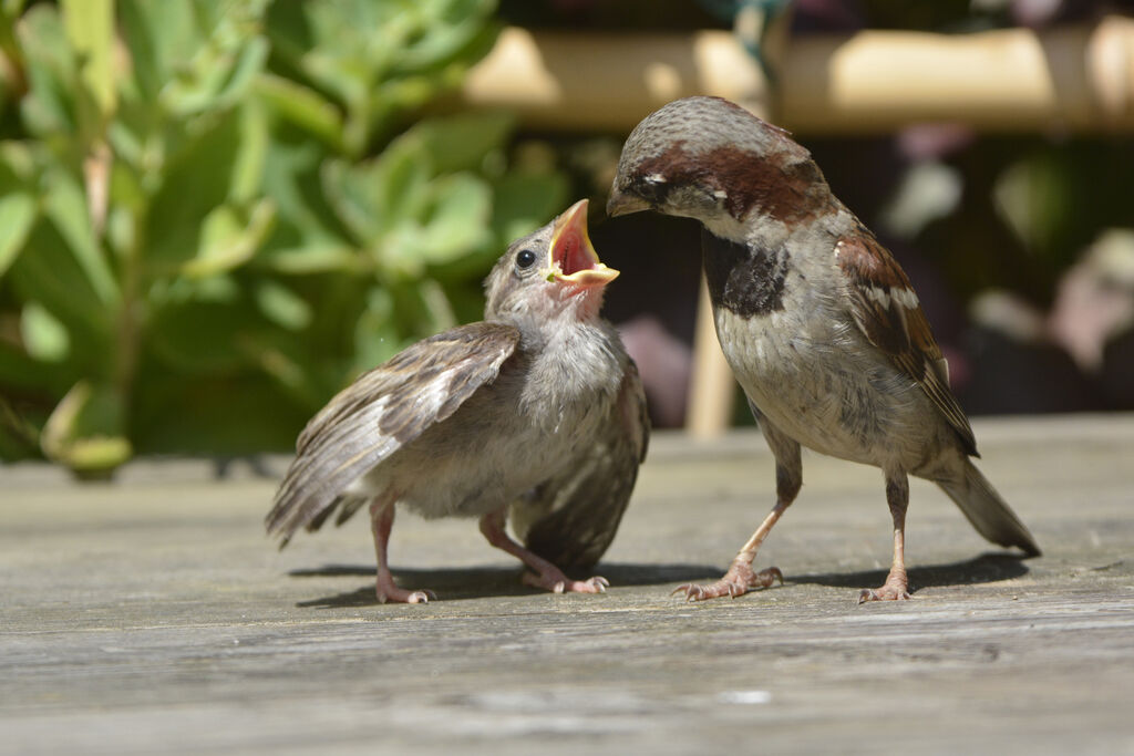 Moineau domestique, Comportement