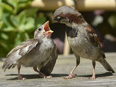 House Sparrow