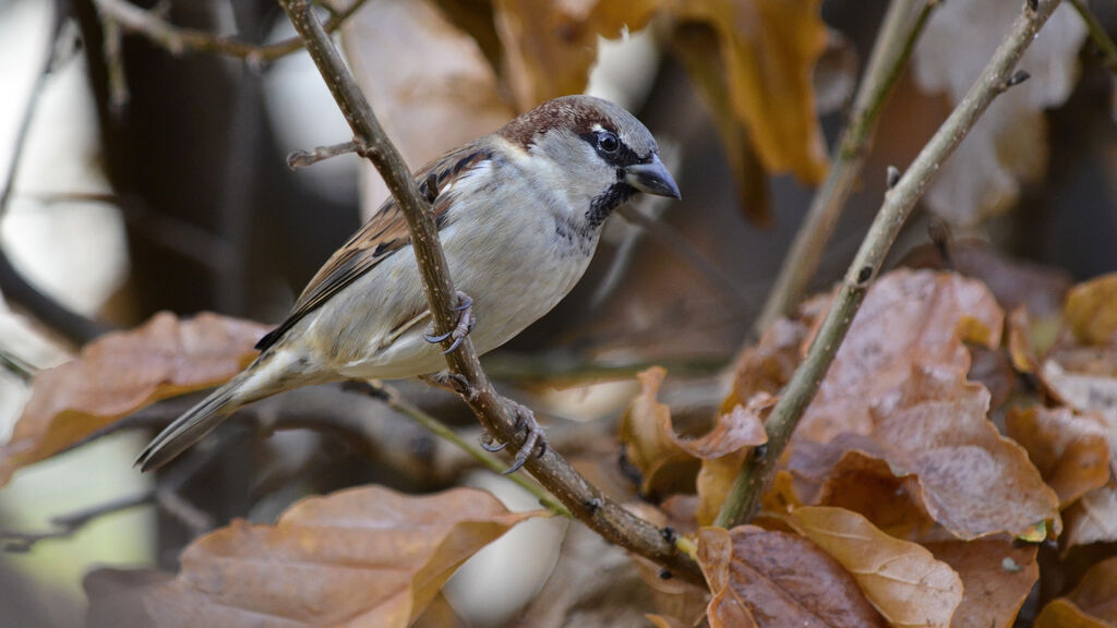 Moineau domestique mâle adulte, identification