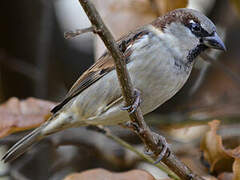 House Sparrow