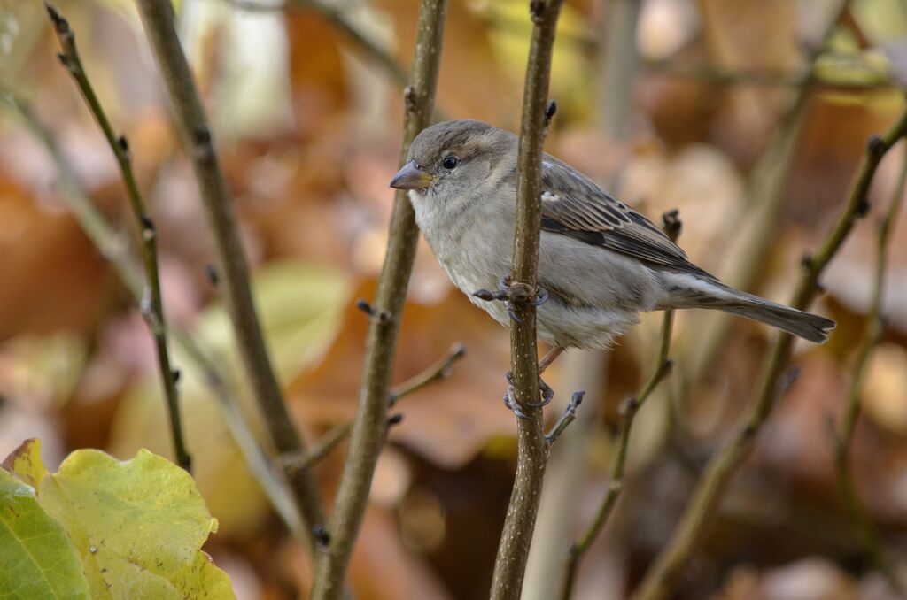 Moineau domestique femelle adulte, identification