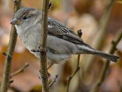 House Sparrow