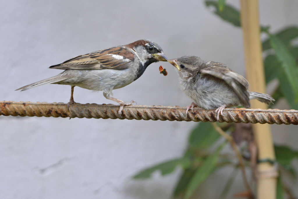 Moineau domestique, Comportement