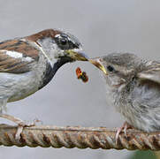 House Sparrow