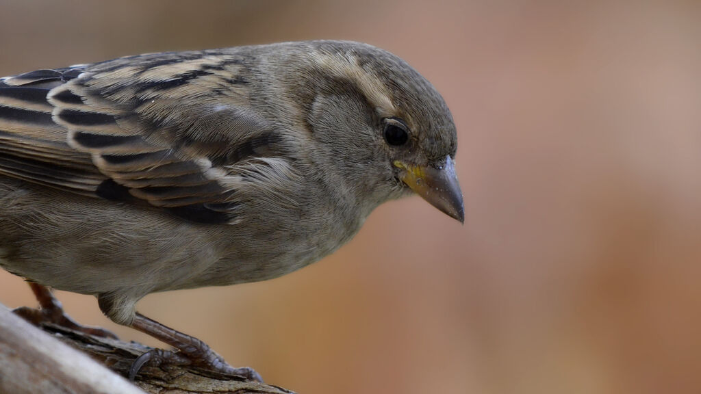 Moineau domestique