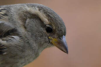 Moineau domestique