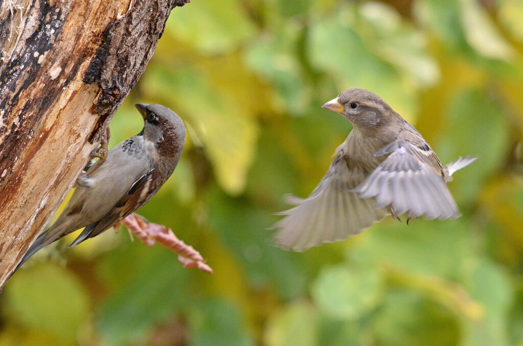 House Sparrowadult, Flight