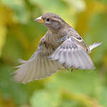 Moineau domestique