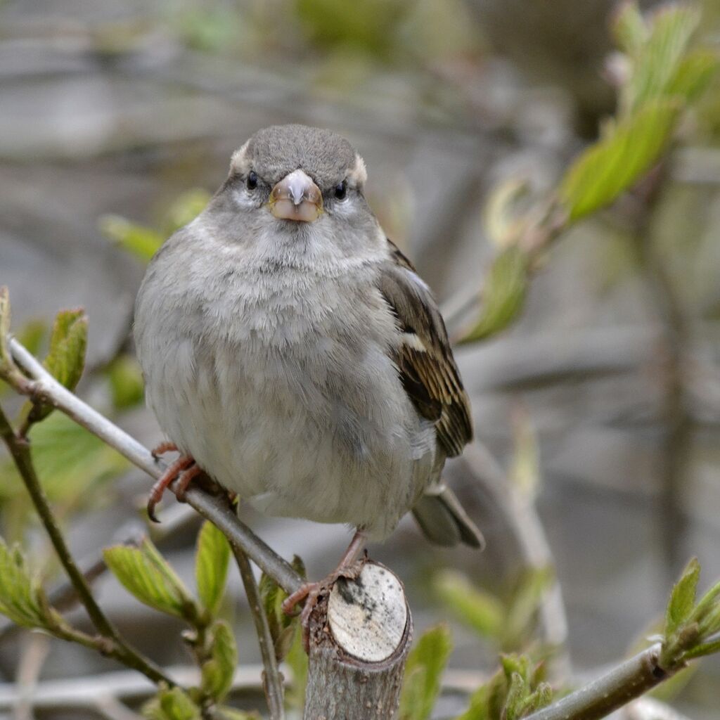 House Sparrow