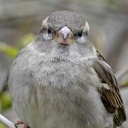 House Sparrow