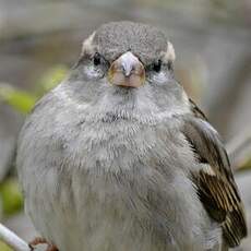 Moineau domestique