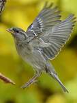 Moineau domestique