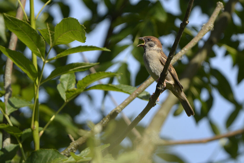 Moineau friquetjuvénile