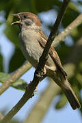 Eurasian Tree Sparrow